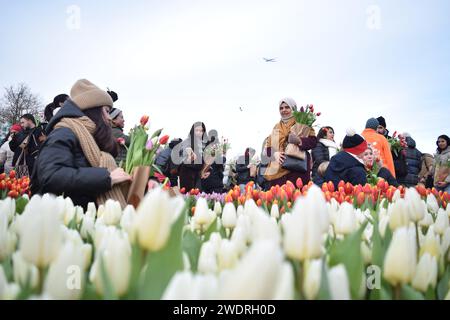 Vor kurzer Zeit versammelten sich Tausende am 3. Samstag im Januar, um den Nationalfeiertag der Tulpen zu feiern, der den Beginn der Tulpenschnittsaison markiert. Am Amsterdamer Museumplein zog ein Tulpenpflückgarten mit etwa 200.000 Tulpen eine geschäftige Menschenmenge an. Der Garten öffnete um 13:00 Uhr, und das begeisterte Treffen hatte die Gelegenheit, kostenlose Sträuße zu pflücken. Das Thema „Let's Dance!“ aus dem Jahr 2024 Der DJ und Produzent Hardwell eröffnen offiziell den Garten. Beginnend mit diesem bedeutsamen nationalen Tulpentag. Amsterdam, Niederlande, 20. Januar 2024. P Stockfoto