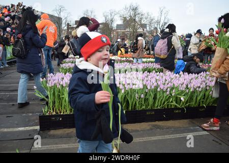 Vor kurzer Zeit versammelten sich Tausende am 3. Samstag im Januar, um den Nationalfeiertag der Tulpen zu feiern, der den Beginn der Tulpenschnittsaison markiert. Am Amsterdamer Museumplein zog ein Tulpenpflückgarten mit etwa 200.000 Tulpen eine geschäftige Menschenmenge an. Der Garten öffnete um 13:00 Uhr, und das begeisterte Treffen hatte die Gelegenheit, kostenlose Sträuße zu pflücken. Das Thema „Let's Dance!“ aus dem Jahr 2024 Der DJ und Produzent Hardwell eröffnen offiziell den Garten. Beginnend mit diesem bedeutsamen nationalen Tulpentag. Amsterdam, Niederlande, 20. Januar 2024. P Stockfoto