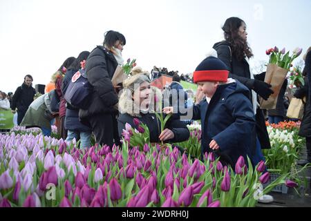 Vor kurzer Zeit versammelten sich Tausende am 3. Samstag im Januar, um den Nationalfeiertag der Tulpen zu feiern, der den Beginn der Tulpenschnittsaison markiert. Am Amsterdamer Museumplein zog ein Tulpenpflückgarten mit etwa 200.000 Tulpen eine geschäftige Menschenmenge an. Der Garten öffnete um 13:00 Uhr, und das begeisterte Treffen hatte die Gelegenheit, kostenlose Sträuße zu pflücken. Das Thema „Let's Dance!“ aus dem Jahr 2024 Der DJ und Produzent Hardwell eröffnen offiziell den Garten. Beginnend mit diesem bedeutsamen nationalen Tulpentag. Amsterdam, Niederlande, 20. Januar 2024. P Stockfoto
