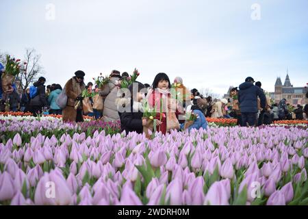Vor kurzer Zeit versammelten sich Tausende am 3. Samstag im Januar, um den Nationalfeiertag der Tulpen zu feiern, der den Beginn der Tulpenschnittsaison markiert. Am Amsterdamer Museumplein zog ein Tulpenpflückgarten mit etwa 200.000 Tulpen eine geschäftige Menschenmenge an. Der Garten öffnete um 13:00 Uhr, und das begeisterte Treffen hatte die Gelegenheit, kostenlose Sträuße zu pflücken. Das Thema „Let's Dance!“ aus dem Jahr 2024 Der DJ und Produzent Hardwell eröffnen offiziell den Garten. Beginnend mit diesem bedeutsamen nationalen Tulpentag. Amsterdam, Niederlande, 20. Januar 2024. P Stockfoto