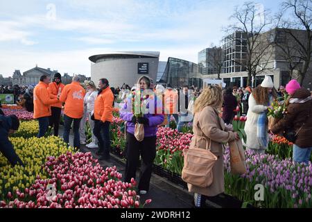 Vor kurzer Zeit versammelten sich Tausende am 3. Samstag im Januar, um den Nationalfeiertag der Tulpen zu feiern, der den Beginn der Tulpenschnittsaison markiert. Am Amsterdamer Museumplein zog ein Tulpenpflückgarten mit etwa 200.000 Tulpen eine geschäftige Menschenmenge an. Der Garten öffnete um 13:00 Uhr, und das begeisterte Treffen hatte die Gelegenheit, kostenlose Sträuße zu pflücken. Das Thema „Let's Dance!“ aus dem Jahr 2024 Der DJ und Produzent Hardwell eröffnen offiziell den Garten. Beginnend mit diesem bedeutsamen nationalen Tulpentag. Amsterdam, Niederlande, 20. Januar 2024. P Stockfoto