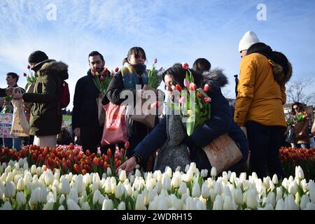 Vor kurzer Zeit versammelten sich Tausende am 3. Samstag im Januar, um den Nationalfeiertag der Tulpen zu feiern, der den Beginn der Tulpenschnittsaison markiert. Am Amsterdamer Museumplein zog ein Tulpenpflückgarten mit etwa 200.000 Tulpen eine geschäftige Menschenmenge an. Der Garten öffnete um 13:00 Uhr, und das begeisterte Treffen hatte die Gelegenheit, kostenlose Sträuße zu pflücken. Das Thema „Let's Dance!“ aus dem Jahr 2024 Der DJ und Produzent Hardwell eröffnen offiziell den Garten. Beginnend mit diesem bedeutsamen nationalen Tulpentag. Amsterdam, Niederlande, 20. Januar 2024. P Stockfoto