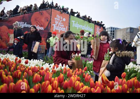 Vor kurzer Zeit versammelten sich Tausende am 3. Samstag im Januar, um den Nationalfeiertag der Tulpen zu feiern, der den Beginn der Tulpenschnittsaison markiert. Am Amsterdamer Museumplein zog ein Tulpenpflückgarten mit etwa 200.000 Tulpen eine geschäftige Menschenmenge an. Der Garten öffnete um 13:00 Uhr, und das begeisterte Treffen hatte die Gelegenheit, kostenlose Sträuße zu pflücken. Das Thema „Let's Dance!“ aus dem Jahr 2024 Der DJ und Produzent Hardwell eröffnen offiziell den Garten. Beginnend mit diesem bedeutsamen nationalen Tulpentag. Amsterdam, Niederlande, 20. Januar 2024. P Stockfoto