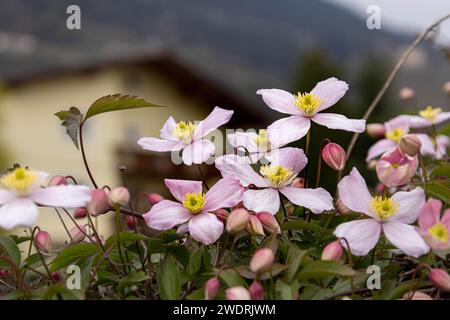 BergClematis montana rubens blüht im späten Frühling Stockfoto