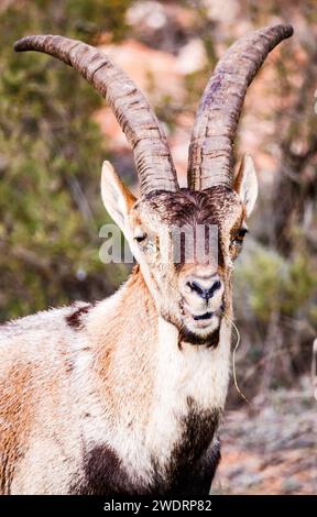 Männlicher Steinbock beim Wiederkäuen in Ruidera Stockfoto