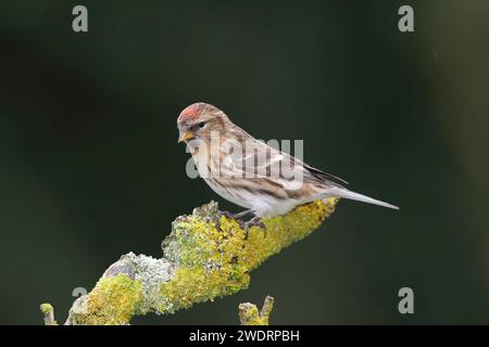 Gemeinsame Redpoll, Carduelis flammea, auf einem Ast, Mid Wales Stockfoto