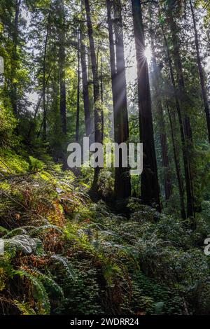 Sonnenstrahlen durchdringen einen Mammutbaumwald Stockfoto