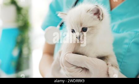 Der Tierarzt Hält Den Niedlichen Weißen Kätzchen In Der Hand Für Die Untersuchung In Der Veterinärklinik Stockfoto