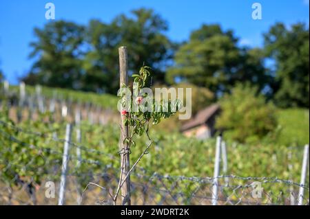 Zwei Äpfel auf dem kargen Zweig eines jungen Obstbaumes im Spätsommer - Weinberg mit Hütte im Hintergrund Stockfoto