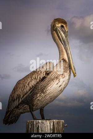 Brauner Pelikan auf Holzpfosten gegen Himmel Stockfoto