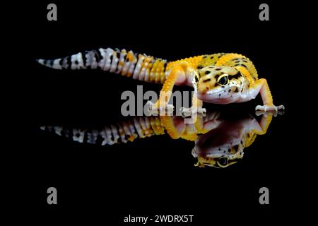 Porträt von Gecko auf schwarzem Hintergrund Stockfoto