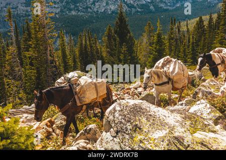 Packen Sie Pferde auf die Berge in Wyoming Stockfoto