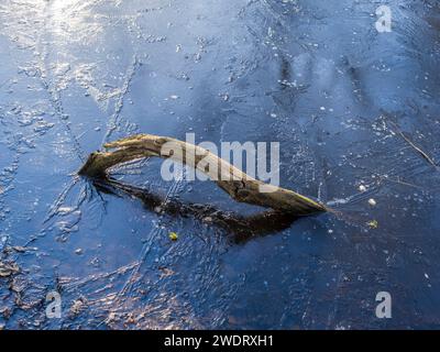 Hampstead Heath, Winter, London, England. Stockfoto