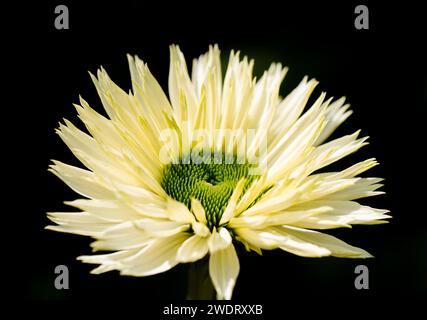 Blume einer gelben Chrysantheme vor schwarzem Hintergrund. Kontrastreiche Nahaufnahme der blühenden Pflanze. Stockfoto
