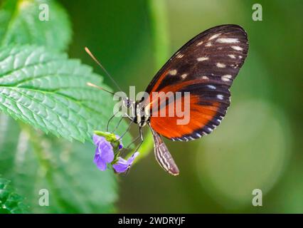 Schwarz-orange Schmetterling, Heliconius Hekale. Tiger Longwing, Hecale Longwing, Golden Longwing oder Golden Heliconian. Helikoniden Schmetterling. Nahaufnahme von Insekten Stockfoto