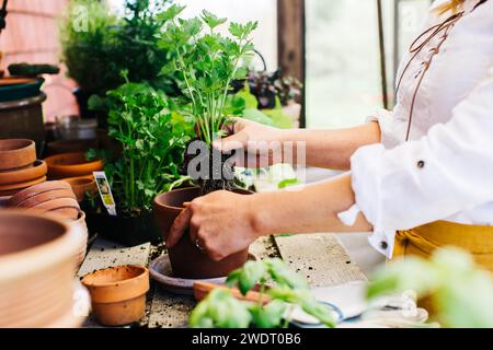 Eine junge Dame, die Setzlinge in einem Topfhaus topft Stockfoto