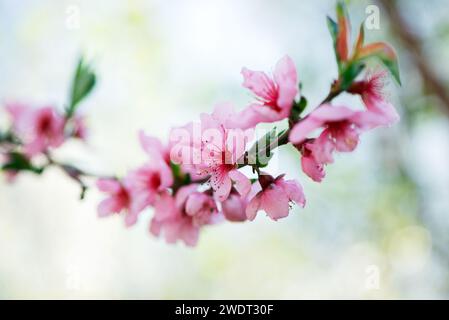 Wunderschöner Pfirsichblüher im Frühlingsgarten. Selektive Nahaufnahme einer Pfirsichblüte. Frühling saisonaler Hintergrund. Stockfoto