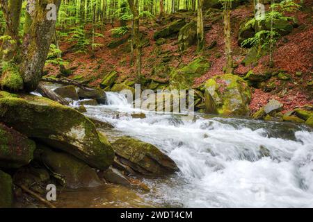 fluss zwischen Steinen in den Urbuchenwäldern der karpaten. Naturlandschaft im Frühling Stockfoto