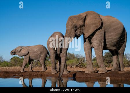 Afrikanische Elefanten (Loxodonta africana) trinken im Wasserloch, Mashatu Game Reserve, Botswana, Afrika Stockfoto