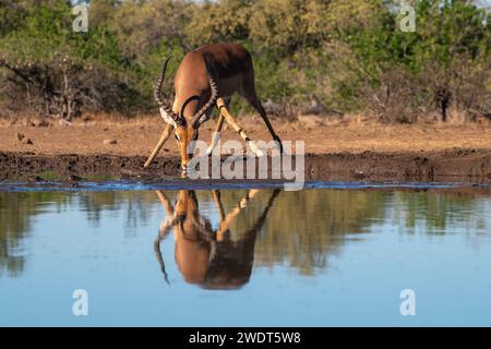 Impala (Aepyceros melampus) trinkt im Wasserloch, Mashatu Game Reserve, Botswana, Afrika Stockfoto