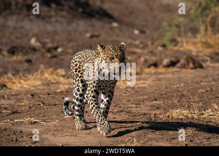 Leopard (Panthera pardus), Mashatu Game Reserve, Botsuana, Afrika Stockfoto