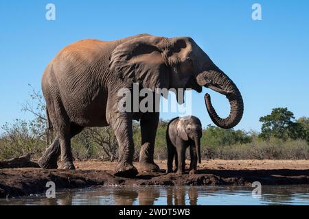 Afrikanische Elefanten (Loxodonta africana) trinken im Wasserloch, Mashatu Game Reserve, Botswana, Afrika Stockfoto