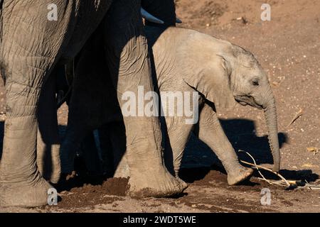 Afrikanisches Elefantenkalb (Loxodonta africana), Mashatu Game Reserve, Botswana, Afrika Stockfoto