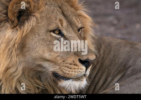 Männlicher Löwe (Panthera leo), Mashatu Game Reserve, Botswana, Afrika Stockfoto