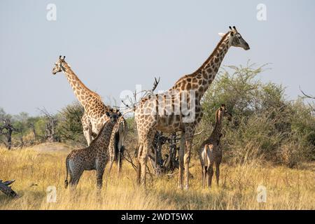 Giraffen (Giraffa camelopardalis) und Kälber, Okavango Delta, Botswana, Afrika Stockfoto