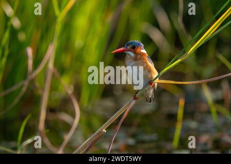 Malachit Kingfisher (Corythornis cristatus), Okavango Delta, Botswana, Afrika Stockfoto