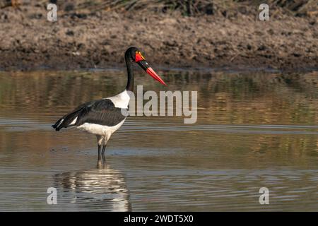 Schellfisch-Storch (Ephippiorhynchus senegalensis) Fischen in einem Wasserloch, Okavango Delta, Botswana, Afrika Stockfoto