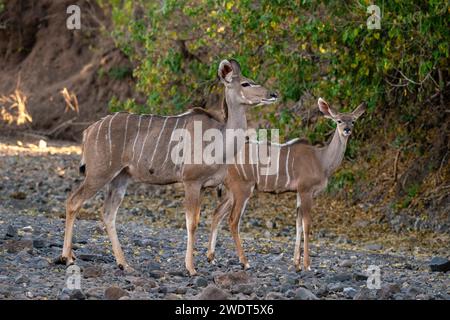 Großkudu Weibchen (Tragelaphus strepsiceros) und Kalb, Mashatu Game Reserve, Botswana, Afrika Stockfoto