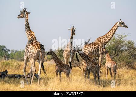 Giraffen (Giraffa camelopardalis) und Kälber, Okavango Delta, Botswana, Afrika Stockfoto