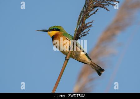 Little Bee-Eater (Merops pusillus), Okavango Delta, Botswana, Afrika Stockfoto