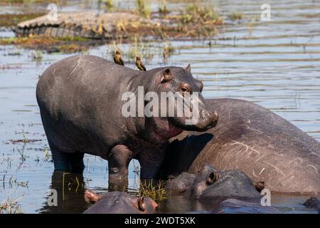 Flusspferde (Hippopotamus amphibius) im Fluss Chobe, Chobe National Park, Botswana, Afrika Stockfoto