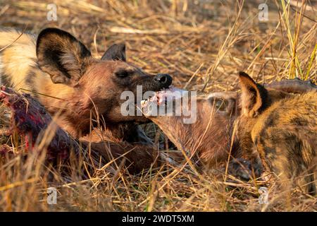 Afrikanischer Wildhund (Lycaon pictus), der einen Impala (Aepyceros melampus) isst, Okavango Delta, Botswana, Afrika Stockfoto