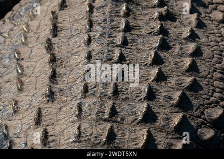 Detail eines Nil-Krokodils (Crocodylus niloticus) im Fluss Chobe, Chobe National Park, Botswana, Afrika Stockfoto