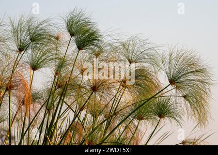 Papyrus (Papyrus sp), Okavango Delta, Botswana, Afrika Stockfoto