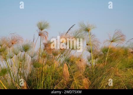 Papyrus (Papyrus sp), Okavango Delta, Botswana, Afrika Stockfoto