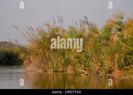 Papyrus (Papyrus sp), Okavango Delta, Botswana, Afrika Stockfoto