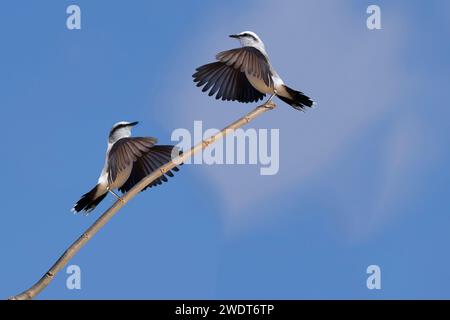 Balz mit zwei maskierten Wassertyrannen (Fluvicola nengeta), Serra da Canastra Nationalpark, Minas Gerais, Brasilien, Südamerika Stockfoto