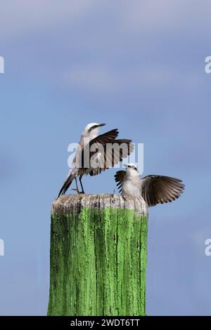 Balz mit zwei maskierten Wassertyrannen (Fluvicola nengeta), Serra da Canastra Nationalpark, Minas Gerais, Brasilien, Südamerika Stockfoto