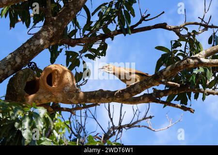 Hornero (Furnarius rufus) neben seinem Nest, Serra da Canastra Nationalpark, Minas Gerais, Brasilien, Südamerika Stockfoto