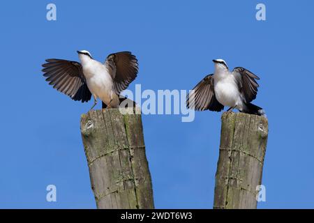 Balz mit zwei maskierten Wassertyrannen (Fluvicola nengeta), Serra da Canastra Nationalpark, Minas Gerais, Brasilien, Südamerika Stockfoto