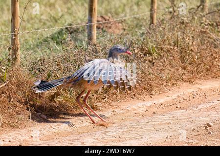 Rotbeinseriema (Crested Seriema) (Cariama cristata) fliegt und springt über Kabel, Serra da Canastra Nationalpark, Minas Gerais, Brasilien Stockfoto