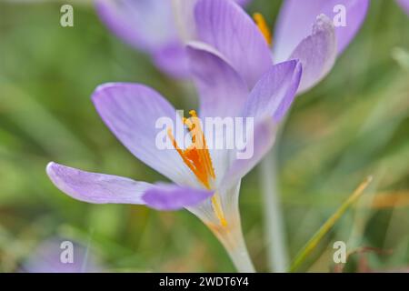 Violette Krokusse in der Blüte des frühen Frühlings, eine der frühesten Blüten, die die Ankunft des Frühlings ankündigen, in Devon, England, Großbritannien, Europa Stockfoto