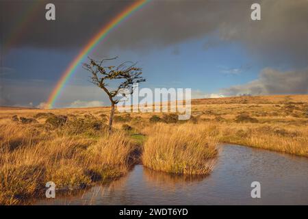 Ein Regenbogenbogen durchzieht im Herbst die Moore von Dartmoor, Gidleigh Common, in der Nähe von Chagford, Dartmoor National Park, Devon, England Stockfoto