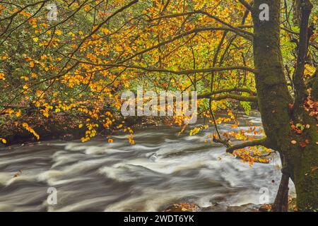 Herbstfarben in alten Wäldern am Ufer des Teign, in der Nähe der Fingle Bridge, des Dartmoor National Park, Devon, England, Vereinigtes Königreich Stockfoto