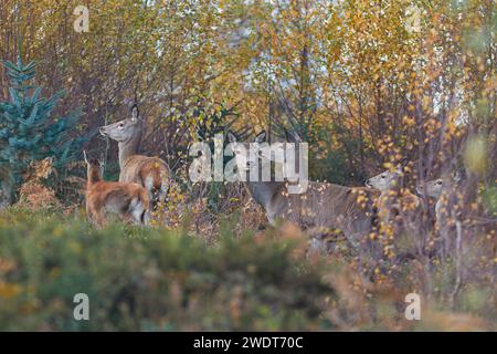 Eine Gruppe von Rotwild (Cervus elaphus), unter Bracken in der Umgebung von Exmoor, nahe Dunster, Exmoor National Park, Somerset, England, Vereinigtes Königreich Stockfoto