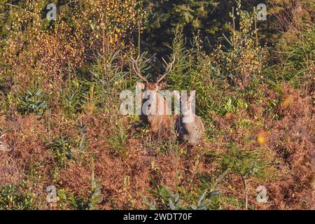 Hirschhirsch und Hirsch (Weibchen) (Cervus elaphus), unter Bracken im Exmoor-Nationalpark, nahe Dunster, Somerset, England, Vereinigtes Königreich, Europa Stockfoto
